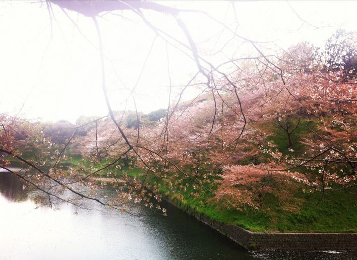 The Cherry blossoms ( Sakura ) in Tokyo.